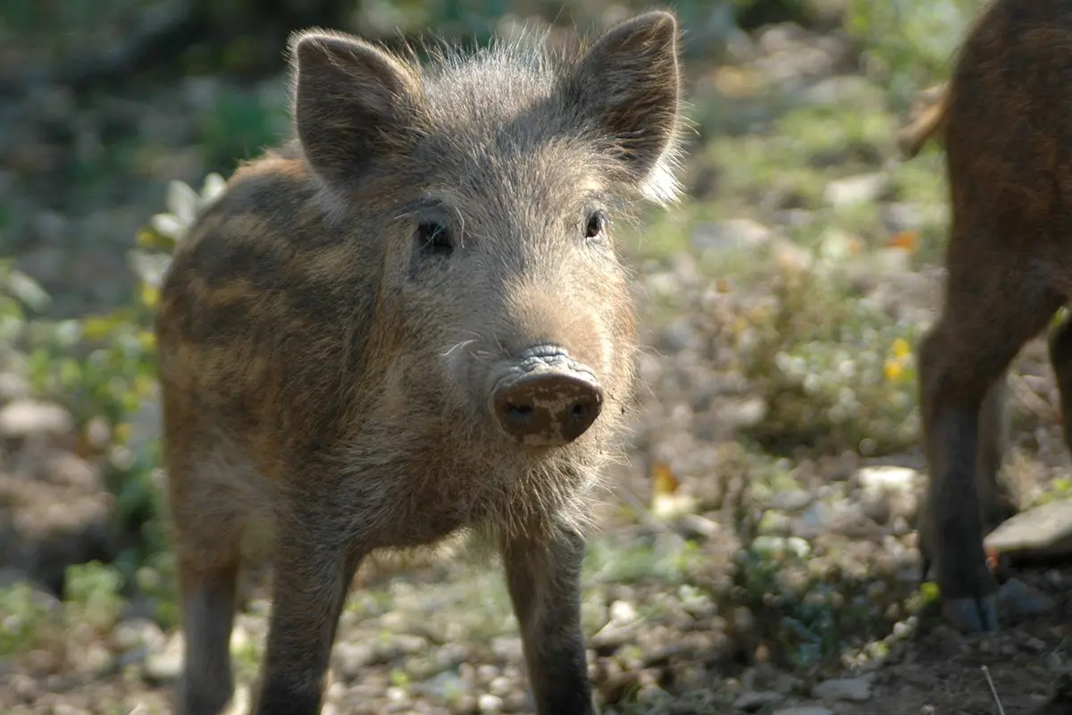Wildpark van Rochehaut