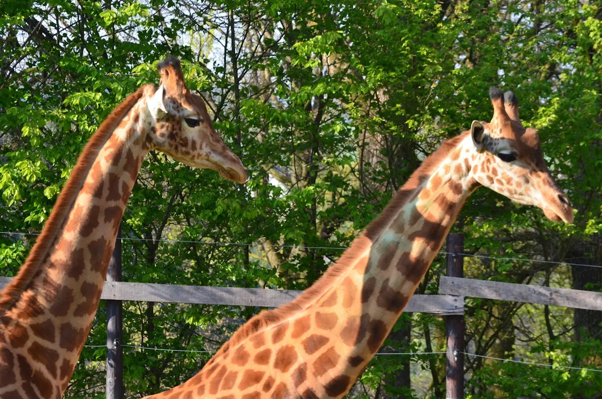 Bouillon Zoo
